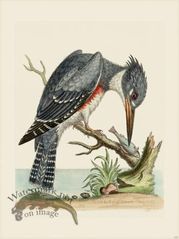 Edwards 115 American King Fisher